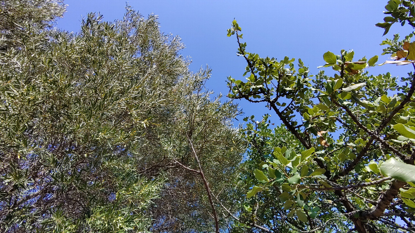 #07_view up to the olive and the carob tree