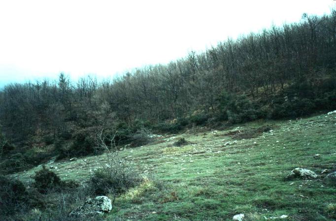 The confluence in the middle of the picture behind the trees