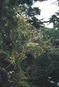 #4: mistletoe on a tree at the confluence