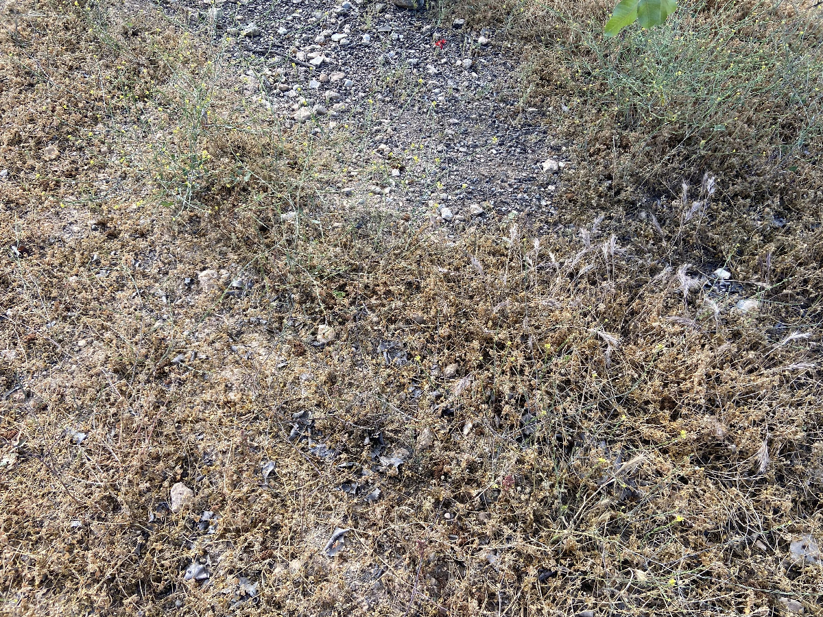 Ground cover at the confluence point. 