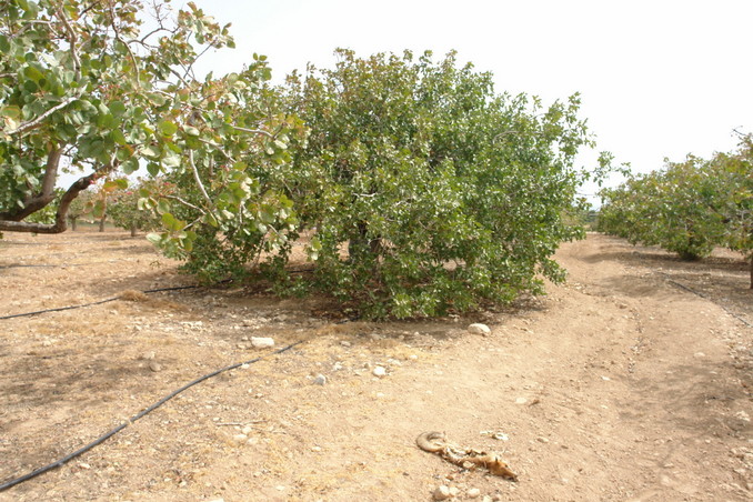 The tree on the confluence