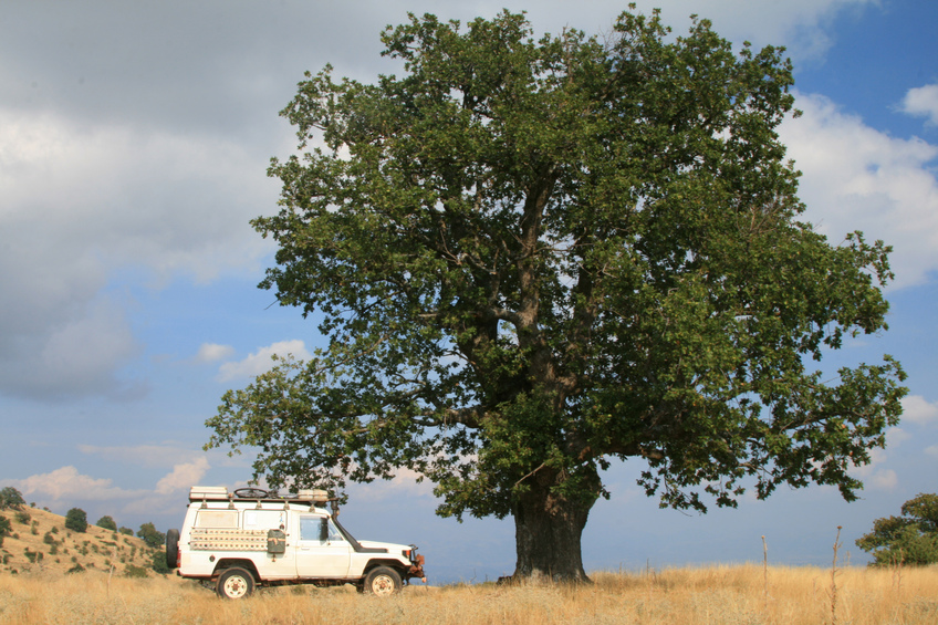 Nice parking under an old oak