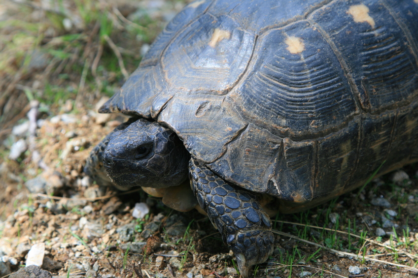 Turtle crossing our path