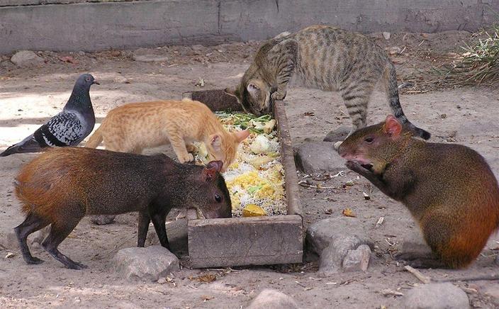 The rats are bigger than the cats in Guyana