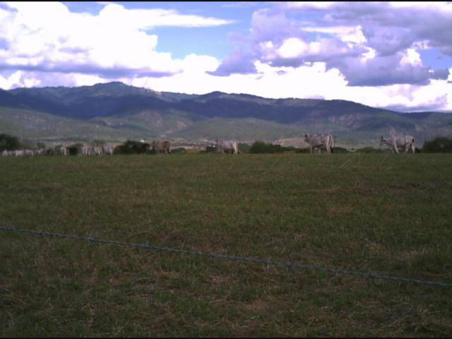 The cattle passing when leaving