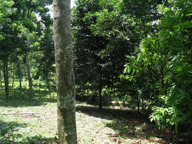 View west. Coffee field on the left, fenceline to the right.