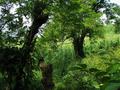 #5: View north. Field of corn visible.