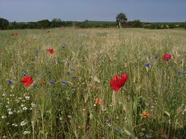 A field near the road where we parked our car. Nice, isn't it?