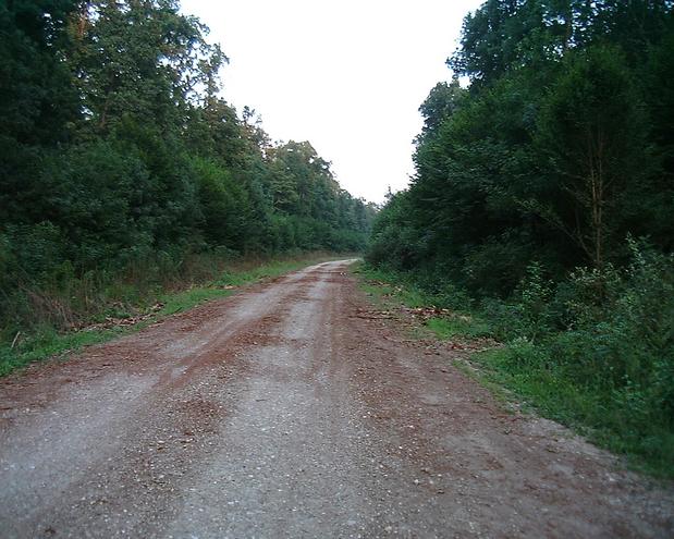 Path in the forest