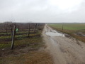 #2: Approaching from the road between Dávod and Csátalja 