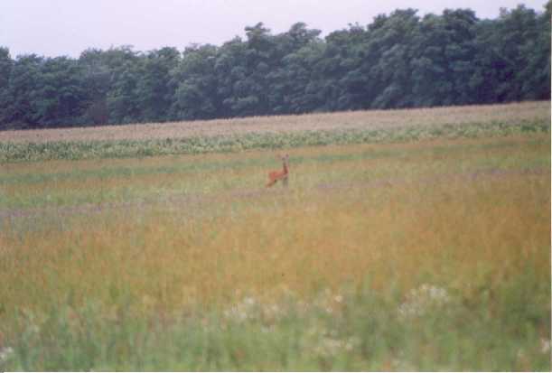 This roe deer was disturbed by our visit - 1