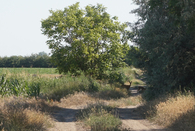 #2: deers on road