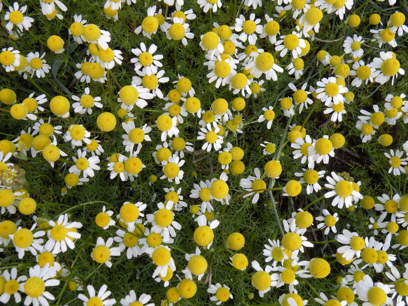 Camomile