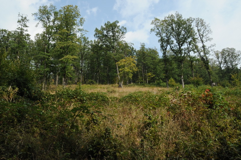 Looking up hill with Confleunce point 50 meters away