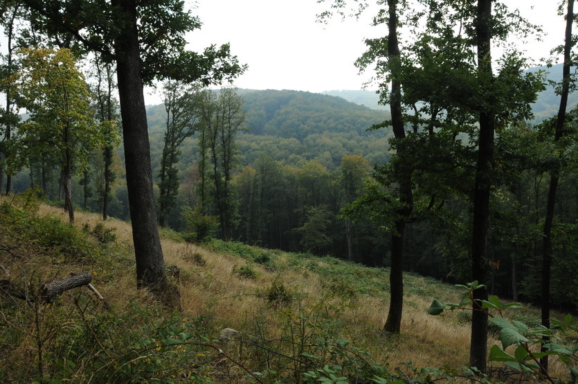 Looking down hill with Confleunce Point 40 meters away