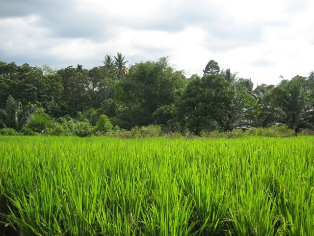 View West in direction to the confluence