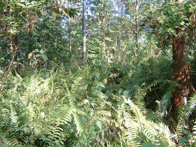 Jungle near the equator