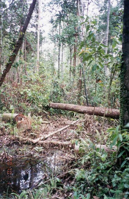 Looking toward the confluence through partialy cleared jungle.