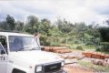 #2: My truck at begining of the logging trail at the edge of Libo Camp.