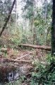 #3: Looking toward the confluence through partialy cleared jungle.