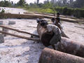 #9: Logging crew loading truck.