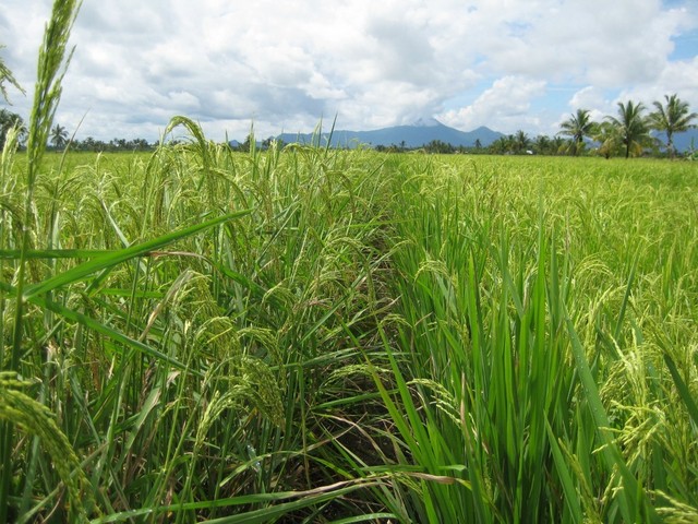 Path through the rice fields