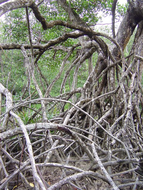 150m of mangroves and it gets worse