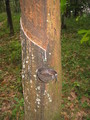 #4: Rubber tree