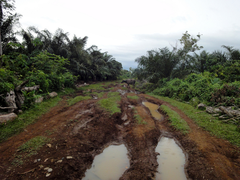 the dirt track towards the confluence