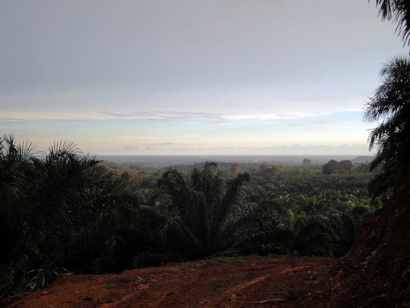 the view from the plantation towards the coast