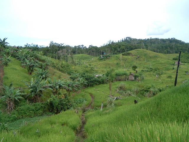 Sugar cane plantation and virgin forest in background