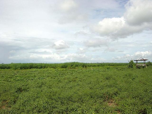 Confluence area viewed 650m from the West