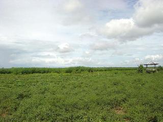 #1: Confluence area viewed 650m from the West