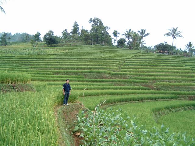 Green rice fields