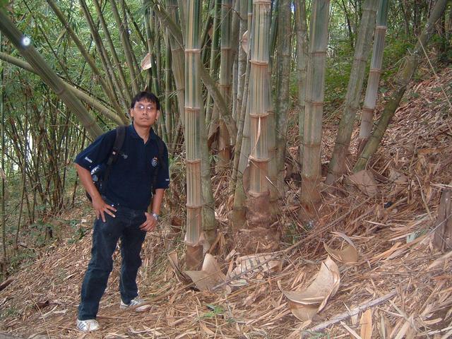 Riswandi and bamboo trees near CP