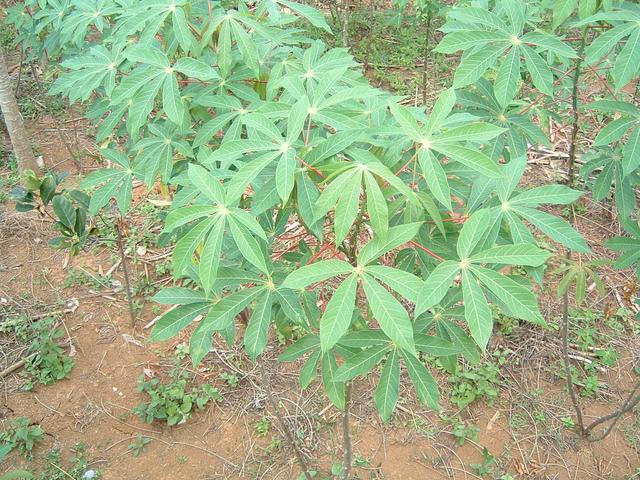 Cassava plants