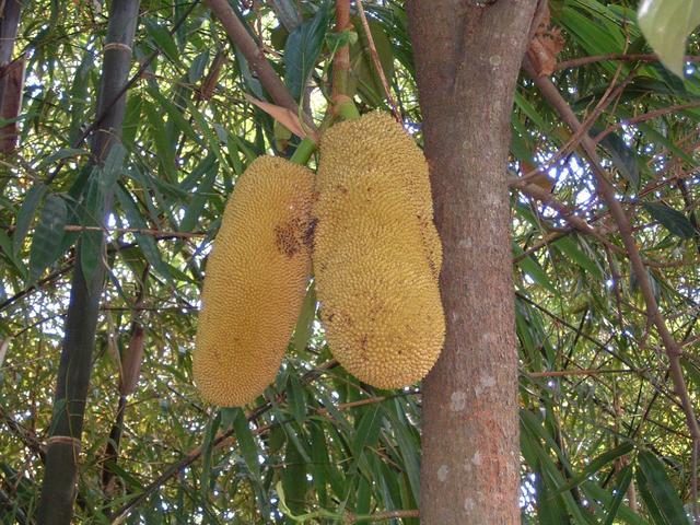 Many jackfruit trees grow along the river