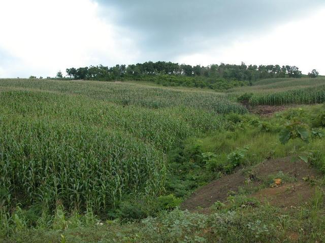 The confluence point is in the cornfield just to the left of the upper dirt area