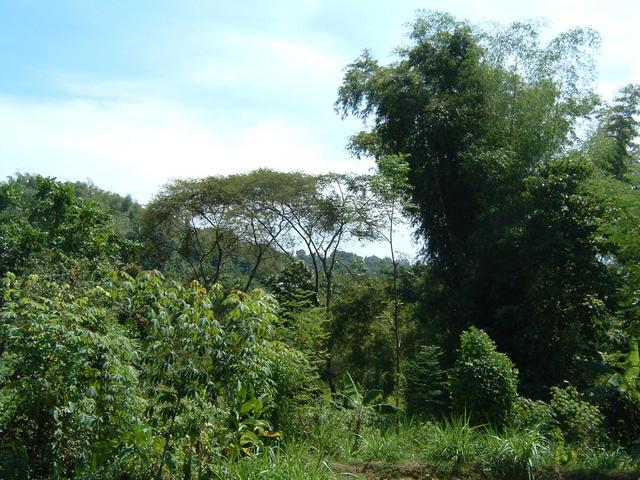 looking north from confluence