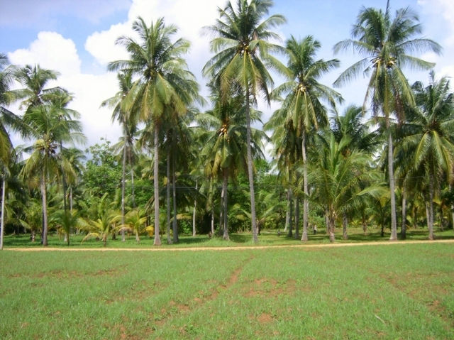 View West - Confluence is in the field