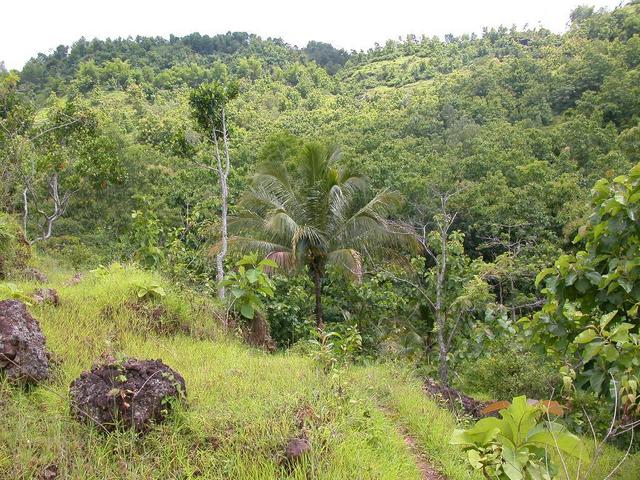 a photo along the pathway up the hill