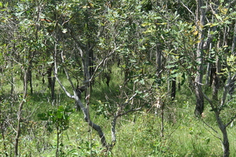 #1: View of the confluence point to the west