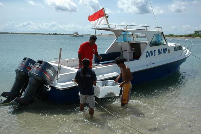 Loading up the sea turtles and ready to go hunting