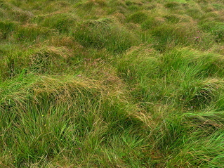 #1: The confluence point - near the top of a steep, grassy hillside