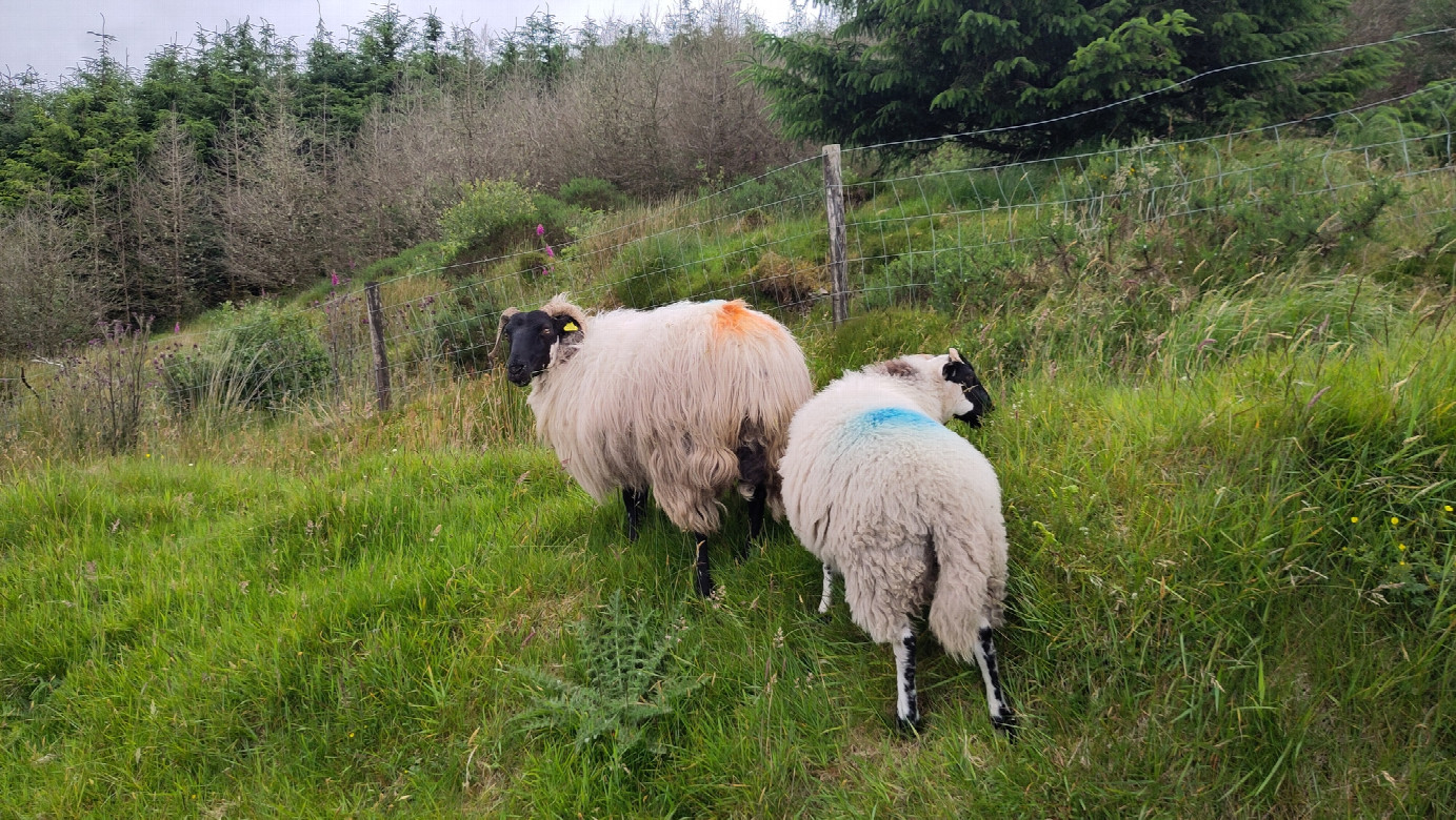 confluence sheep