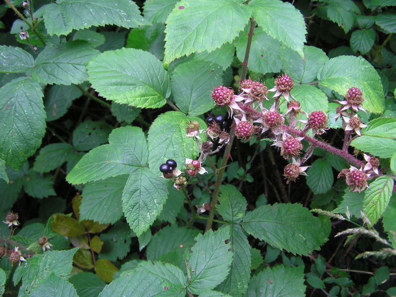 The confluence point is somewhere in this blackberry patch