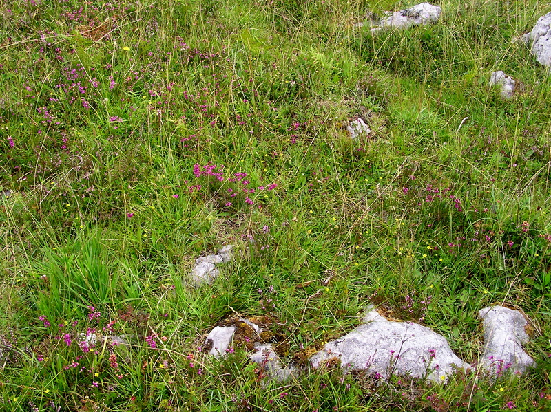 The confluence point, in a grassy area on the edge of "The Burren"