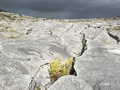 #10: Nearby ground cover