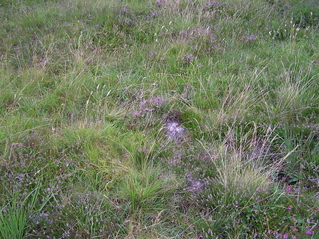 #1: The confluence point, on boggy land