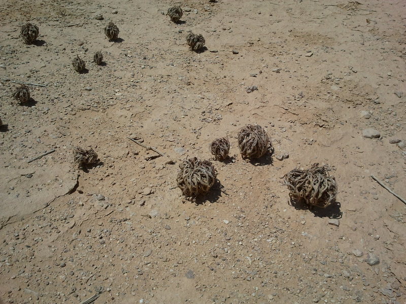 Tumbleweeds found at the bottom of the river basin